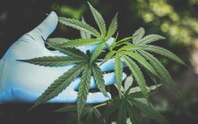 global trade cannabis