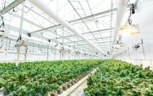 global trade CBD