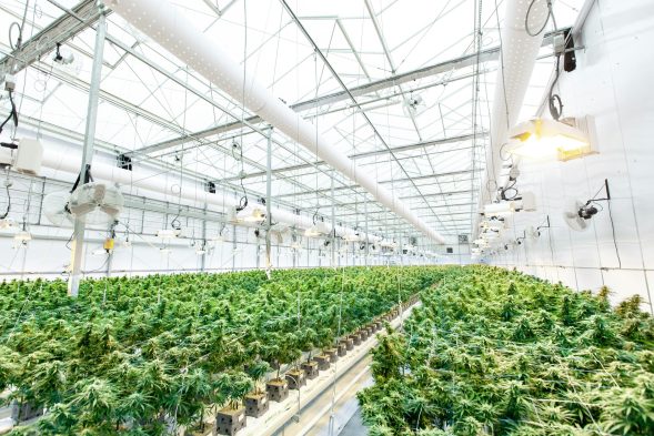 global trade CBD