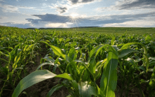 global trade biofuel